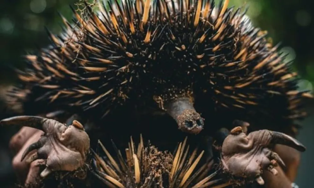 Magnetic Island Small Group Tour of The Koala Park - 2 Hours | Experience OZ-5