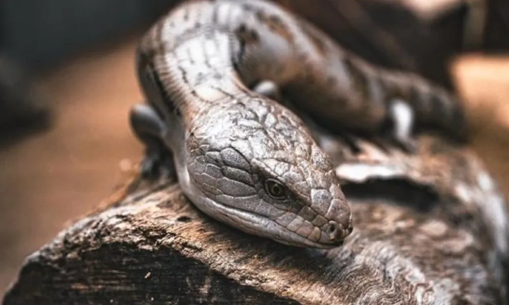 Magnetic Island Small Group Tour of The Koala Park - 2 Hours | Experience OZ-6