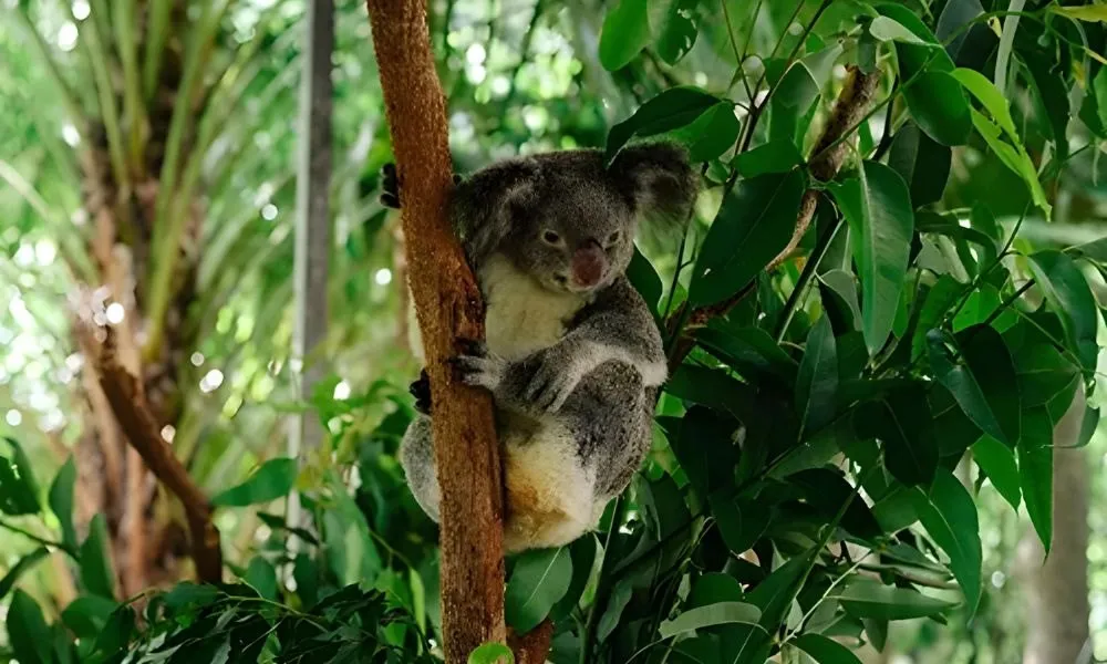 Magnetic Island Small Group Tour of The Koala Park - 2 Hours | Experience OZ-4