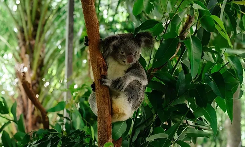 Magnetic Island Small Group Tour of The Koala Park - 2 Hours | Experience OZ