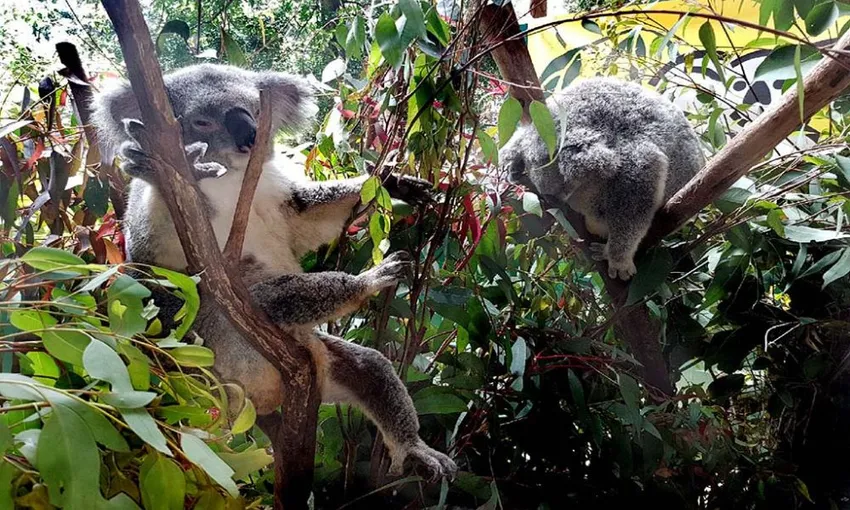 Magnetic Island Small Group Tour of The Koala Park - 2 Hours | Experience OZ