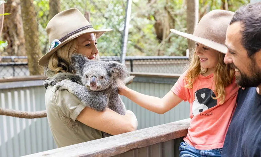 Magnetic Island Small Group Tour of The Koala Park - 2 Hours | Experience OZ