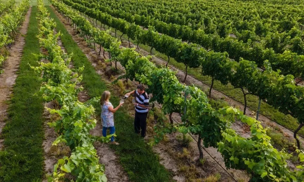 Ridgemill Estate Grape to Glass Masterclass - For 2 | Experience OZ-1