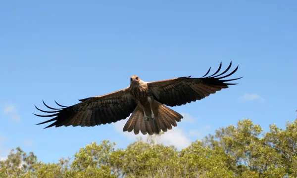 Tweed River and Rainforest Lunch Cruise