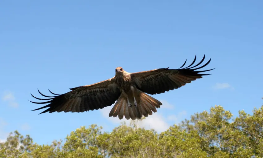 Tweed River Lunch Cruises - Book Now | Experience Oz