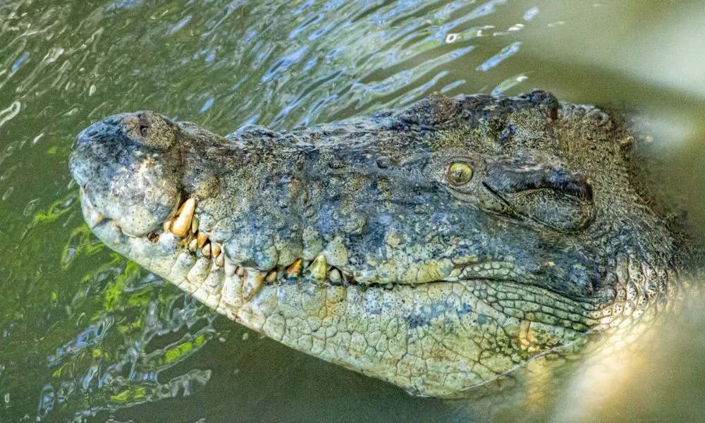 Wildlife Habitat Port Douglas Entry & Croc Feed Experience | Experience OZ-8