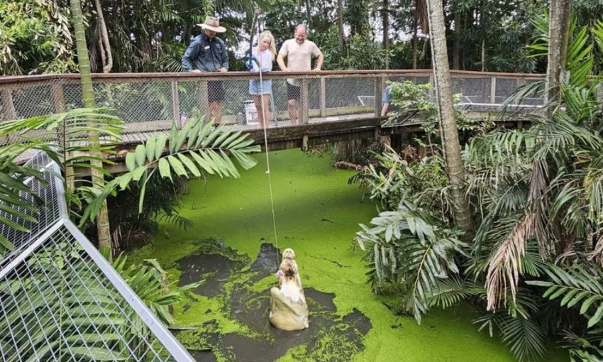 Wildlife Habitat Port Douglas Entry & Croc Feed Experience | Experience OZ