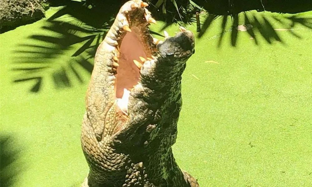 Wildlife Habitat Port Douglas Entry & Croc Feed Experience | Experience OZ-9