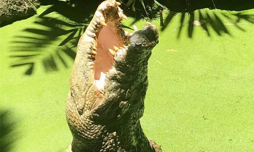 Wildlife Habitat Port Douglas Entry & Croc Feed Experience | Experience OZ
