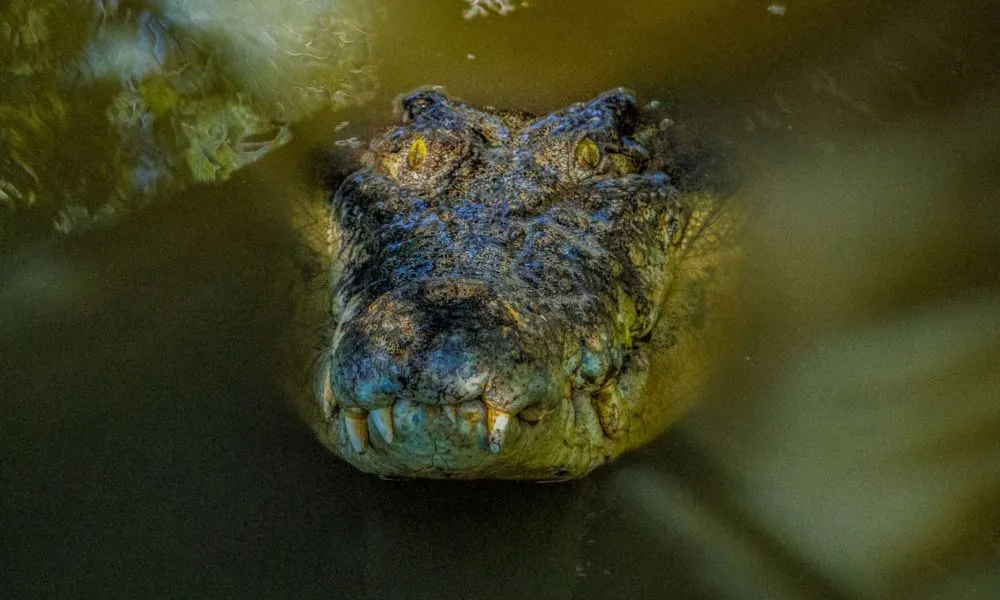 Wildlife Habitat Port Douglas Entry & Croc Feed Experience | Experience OZ-10