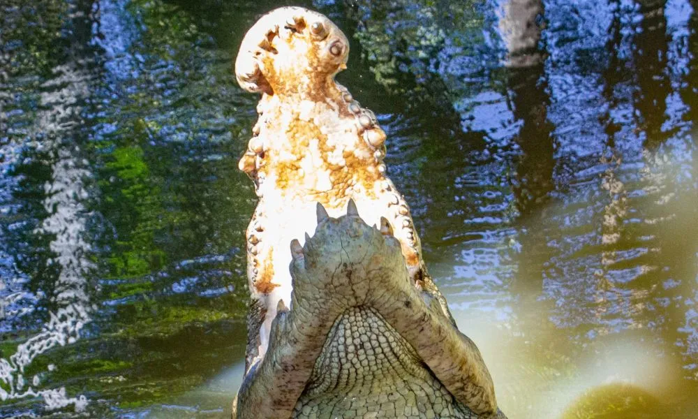 Wildlife Habitat Port Douglas Entry & Croc Feed Experience | Experience OZ-11