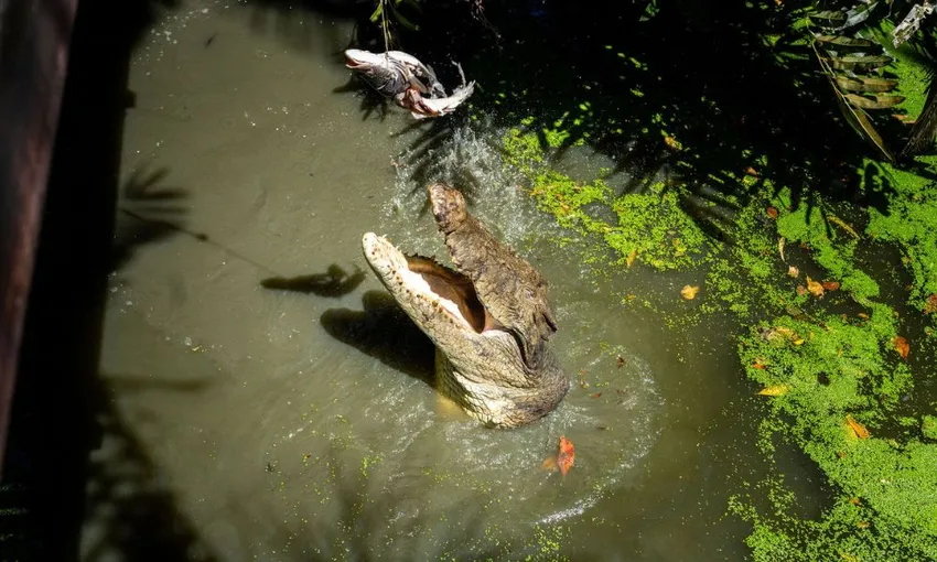 Wildlife Habitat Port Douglas Entry & Croc Feed Experience | Experience OZ