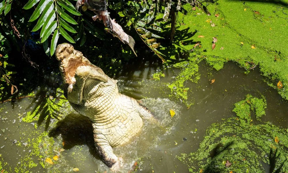 Wildlife Habitat Port Douglas Entry & Croc Feed Experience | Experience OZ-3