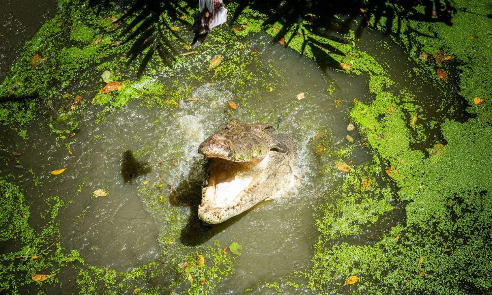 Wildlife Habitat Port Douglas Entry & Croc Feed Experience | Experience OZ-7