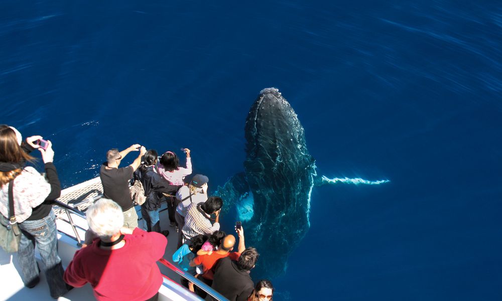 Whale Watching Cruise, 2.5 Hours - Main Beach, Gold Coast
