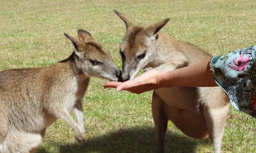 Grand Kuranda Full Day Tour from Port Douglas | Experience OZ