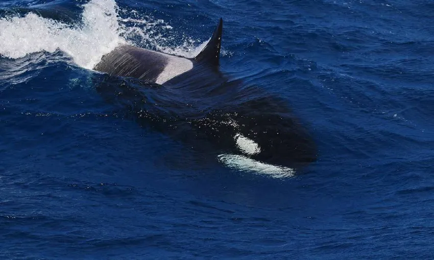 Killer Whale Orca Expedition from Bremer Bay