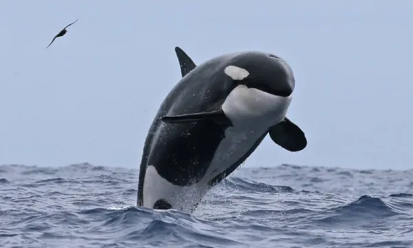 Killer Whale Orca Expedition from Bremer Bay