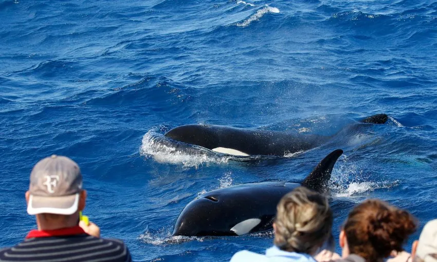 Killer Whale Orca Expedition from Bremer Bay