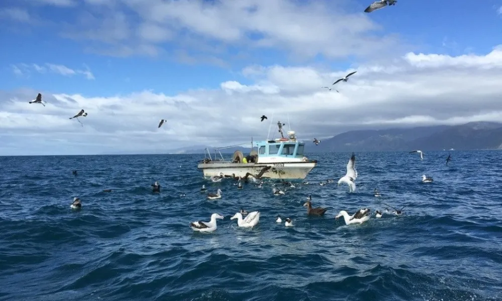 Bird Watching - Albatross Encounter Kaikoura