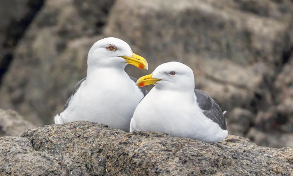 Iron Pot Scenic Cruise From Hobart - Book Now | Experience Oz-4