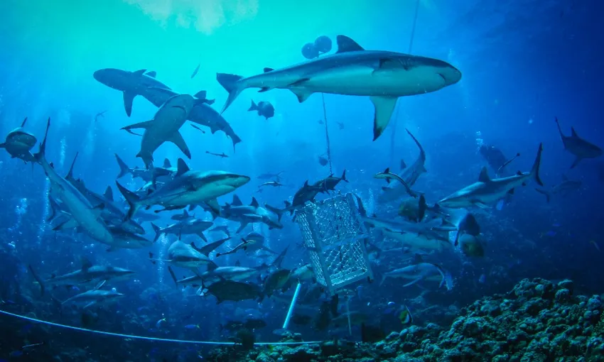 Spirit of Freedom – 4 Night Coral Sea Expedition | Experience Oz