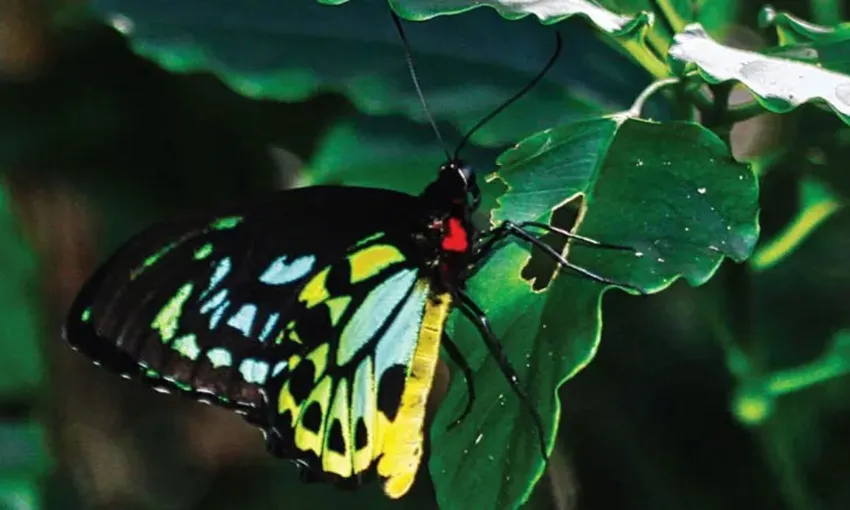 Crocodile Express Daintree River Cruise, 1 Hour - Daintree Village
