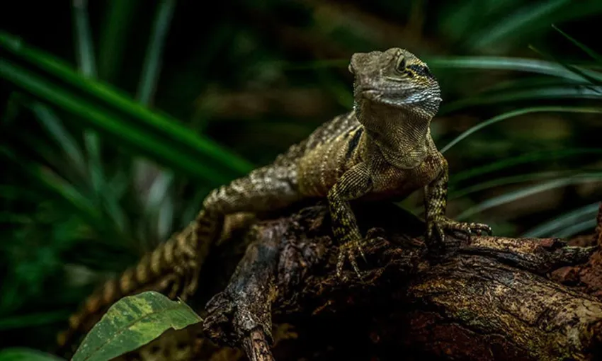 Koala and Wildlife Park Entry - Kuranda