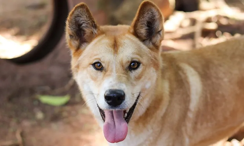Koala and Wildlife Park Entry - Kuranda