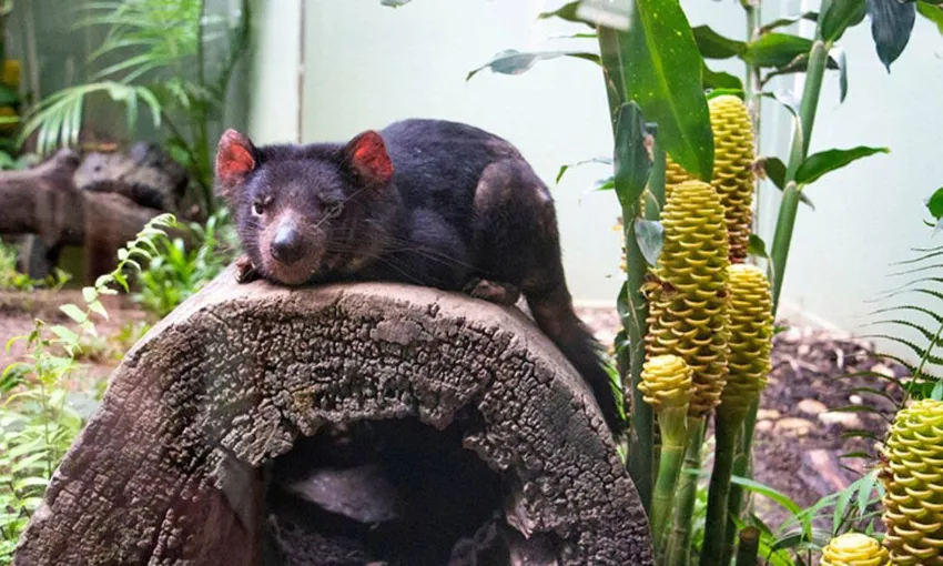 Koala and Wildlife Park Entry - Kuranda