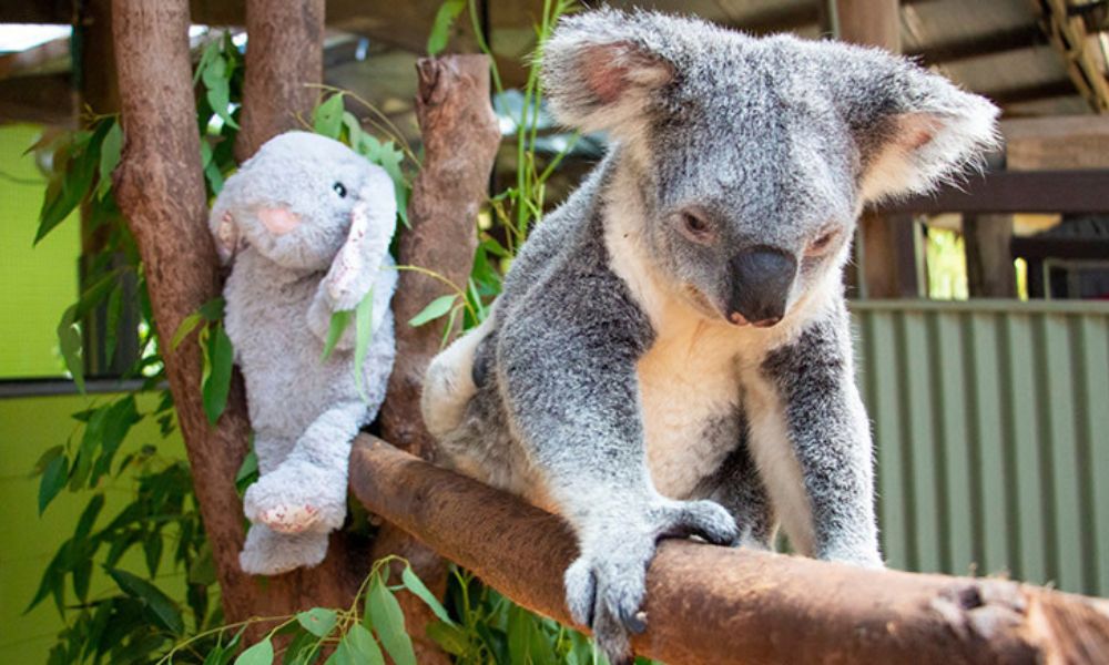 Koala and Wildlife Park Entry - Kuranda