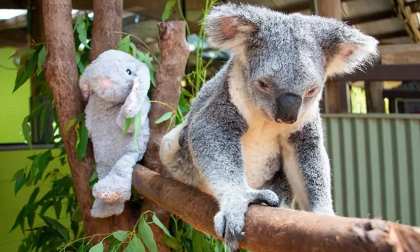 Koala and Wildlife Park Entry - Kuranda