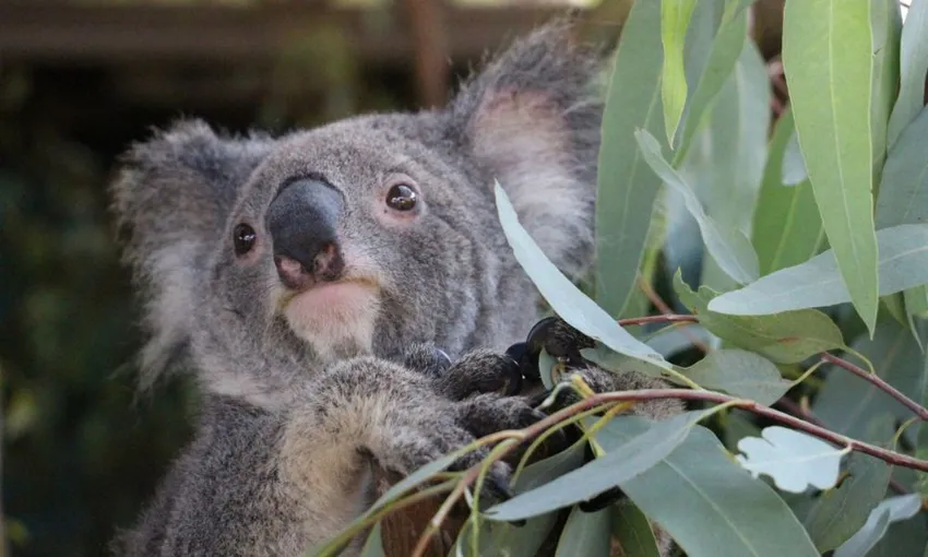 Koala and Wildlife Park Entry - Kuranda