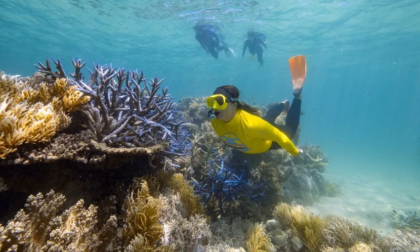 Great Barrier Reef Adventure from Cape Tribulation