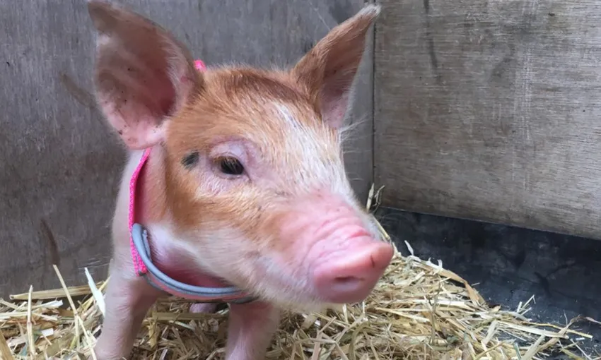 Half Day Animal Tour at Trevena Glen