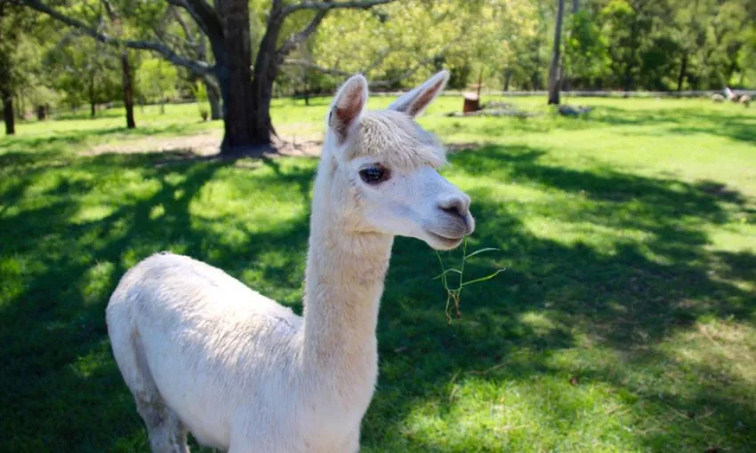 Half Day Animal Tour at Trevena Glen
