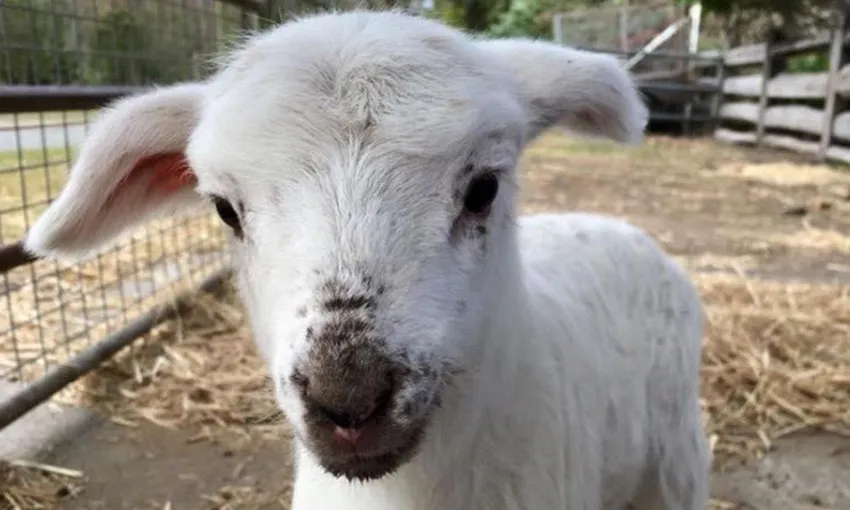 Half Day Animal Tour at Trevena Glen