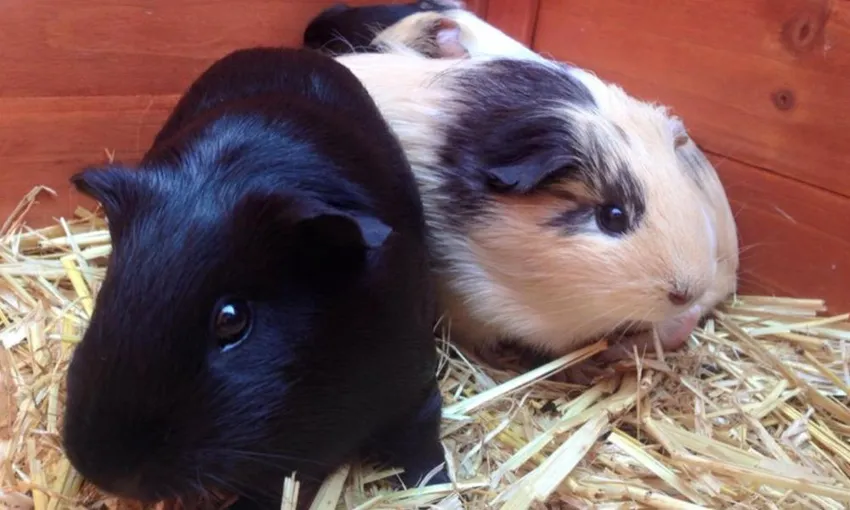 Half Day Animal Tour at Trevena Glen