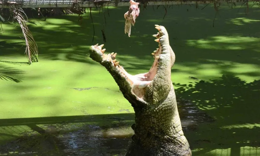 Crocodile Feeding With Park Entry, 30 Minutes - Port Douglas