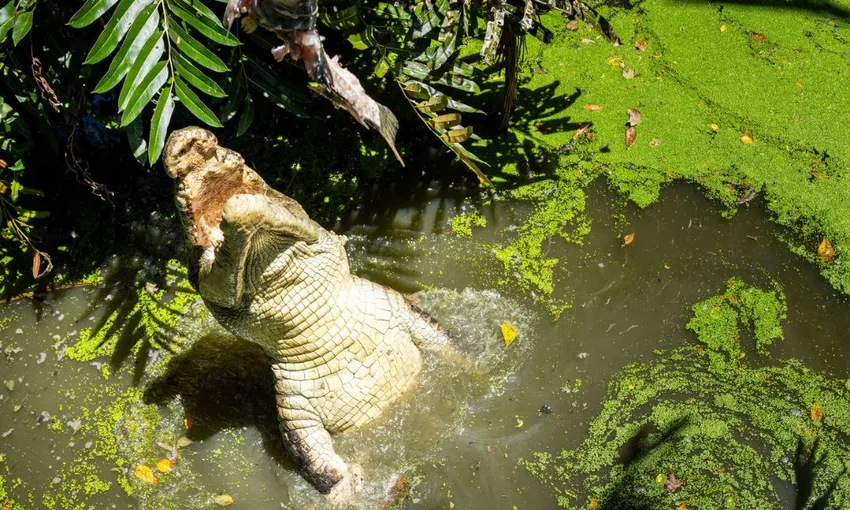Crocodile Feeding With Park Entry, 30 Minutes - Port Douglas