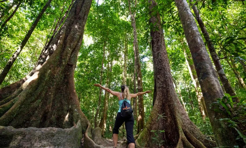Mossman Gorge River Drift Experience |Book Now | Experience Oz
