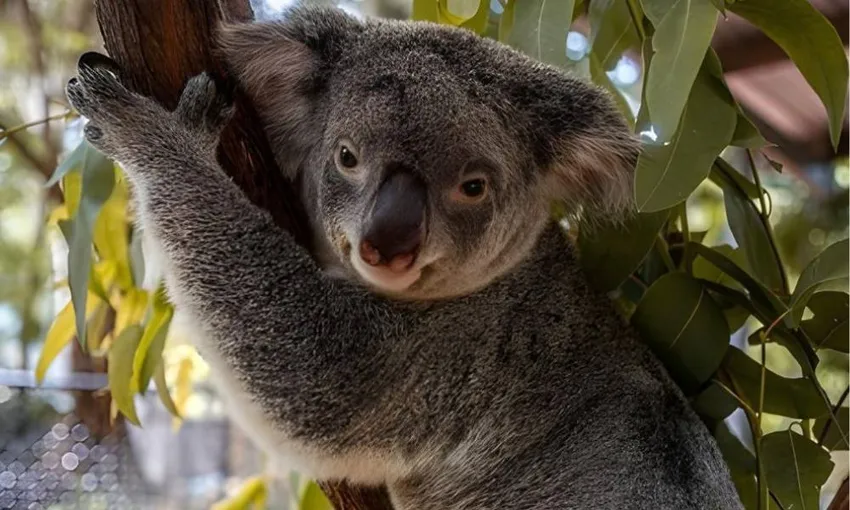 Magnetic Island Meet and Greet Breakfast with Koalas | Experience OZ