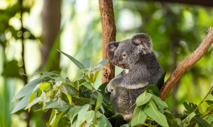Magnetic Island Meet and Greet Breakfast with Koalas | Experience OZ