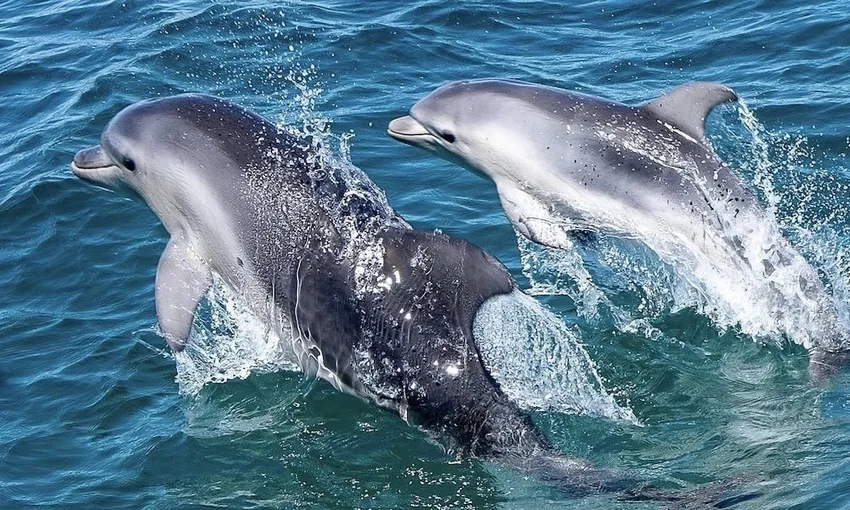 Melbourne Dolphin & Seal Cruise - Book Now | Experience Oz