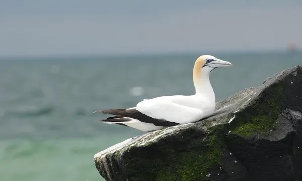 Wildlife Sightseeing Tour