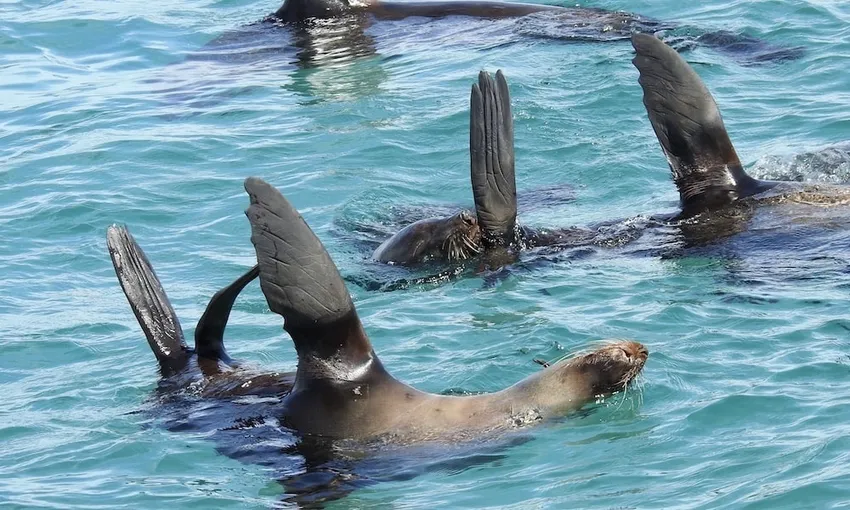 Melbourne Dolphin & Seal Cruise - Book Now | Experience Oz