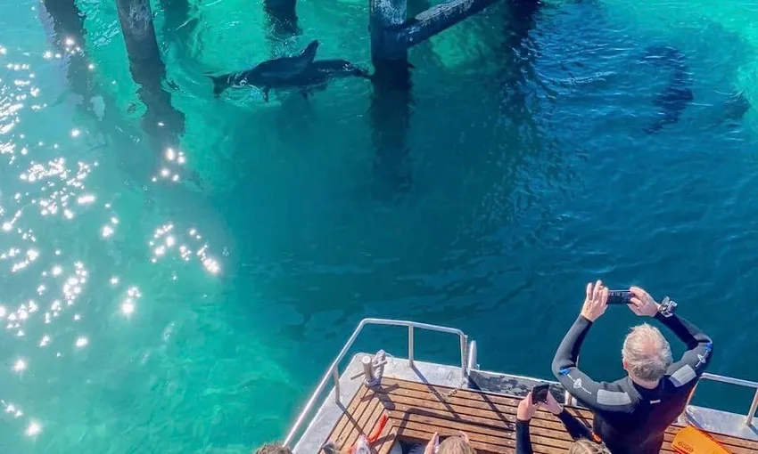 Melbourne Dolphin & Seal Cruise - Book Now | Experience Oz