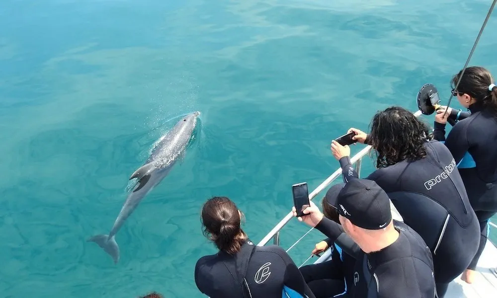 Melbourne Dolphin & Seal Cruise - Book Now | Experience Oz-6