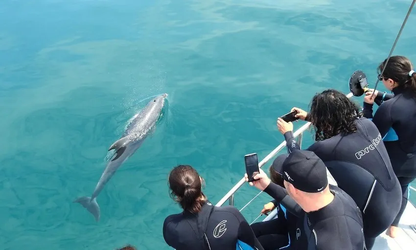 Melbourne Dolphin & Seal Cruise - Book Now | Experience Oz