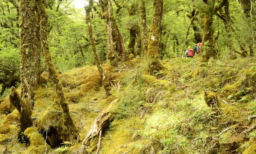 Advanced Difficulty Canyoning, Full Day - Mt Aspiring